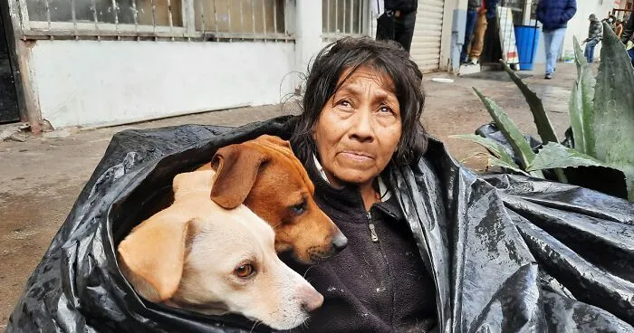 Homeless Woman Found In A Garbage Bag On The Street With 6 Dogs Refuses To Go To A Shelter Because They Don't Allow Pets