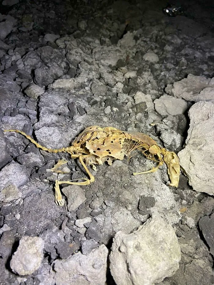 30 'Nightmares' And 'Miracles' Discovered During Structural Inspections