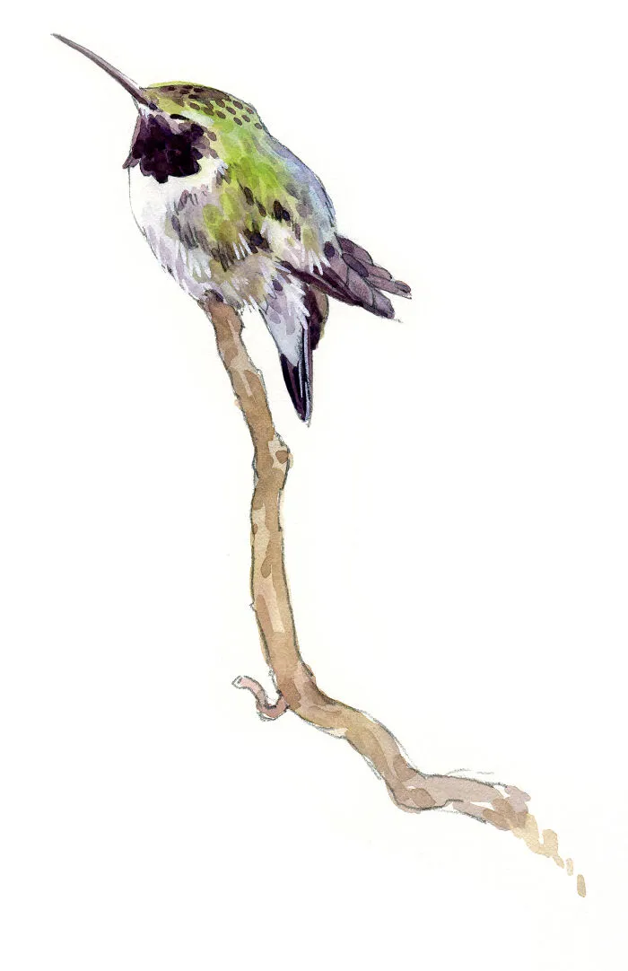 Napping Hummer