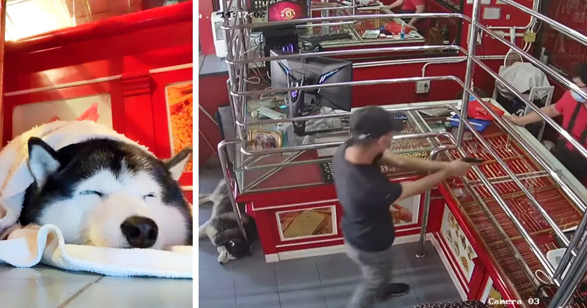 Este perro guardián llamado Lucky ignoró a un "ladrón" durante un ejercicio de entrenamiento en una joyería