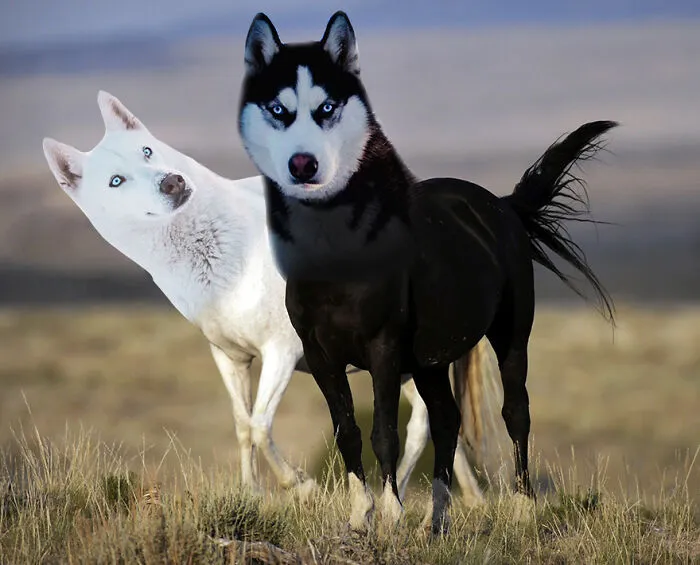 Husky Horse Mix