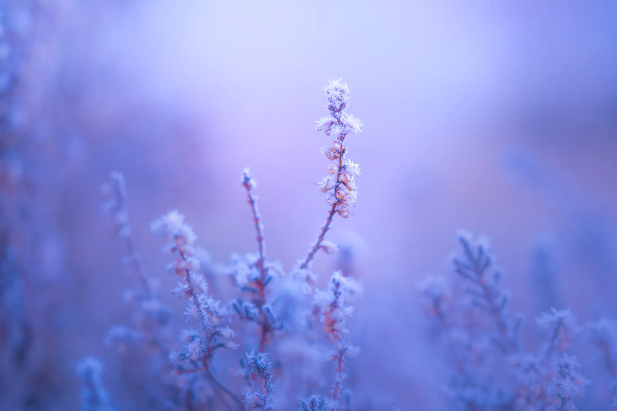 I Combine Pastel Tones With Frozen Macro Landscapes