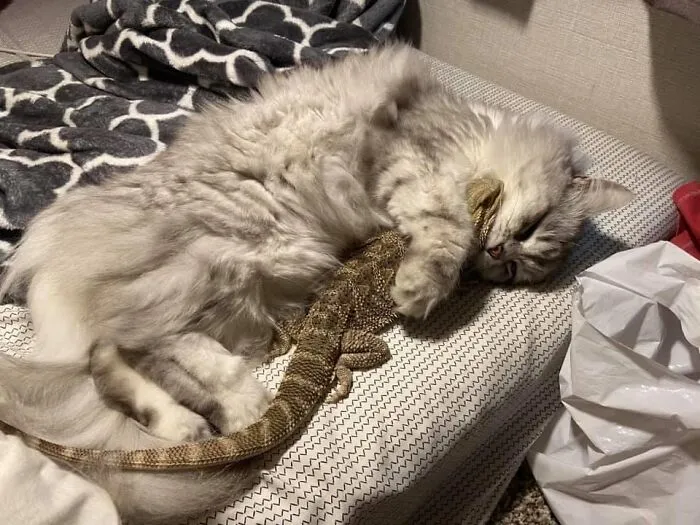 Sisters Cuddling