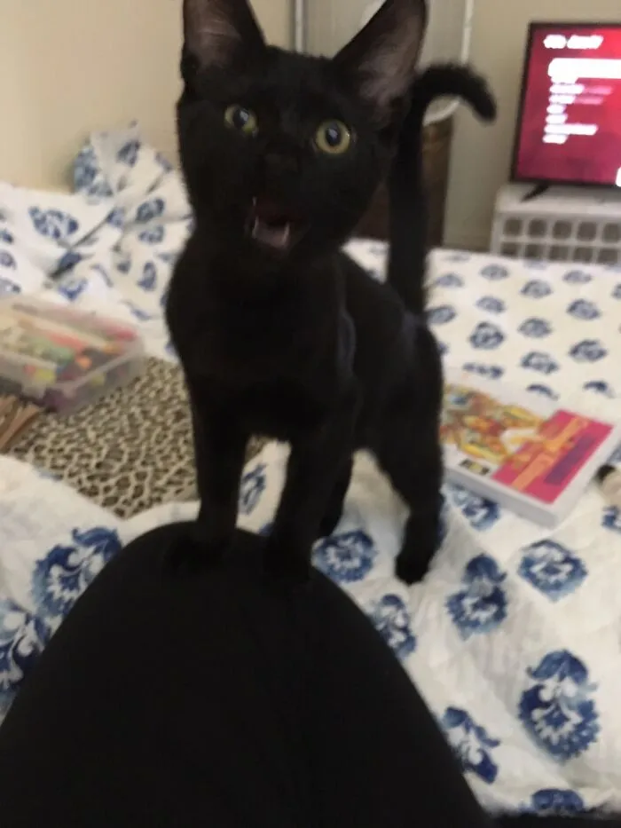 The Scream