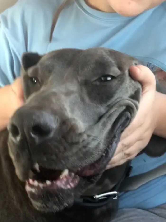 Good Dog Go