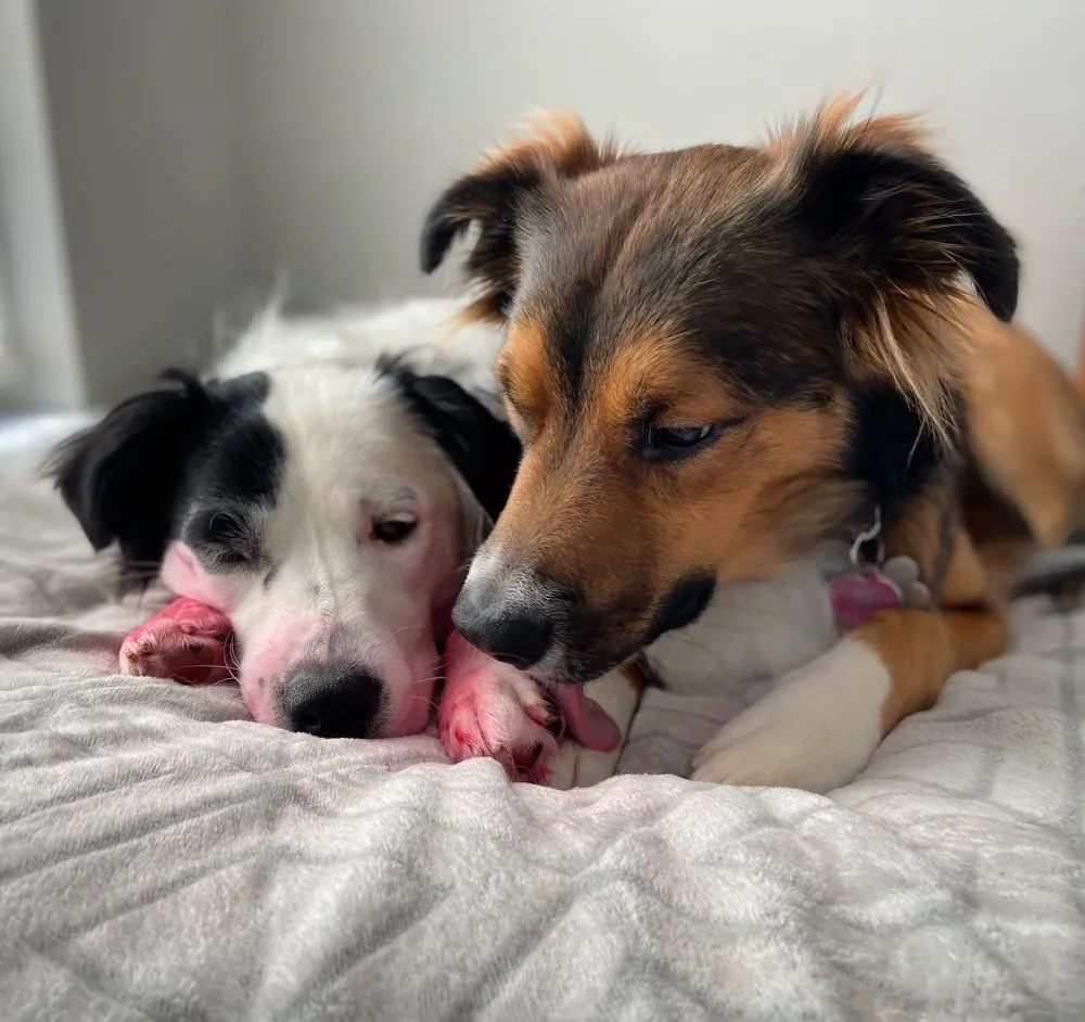 White Puppy Eats Entire Tube Of Lipstick, Loving Big Brother Attempts To Help Her Hide The Evidence (Pics)