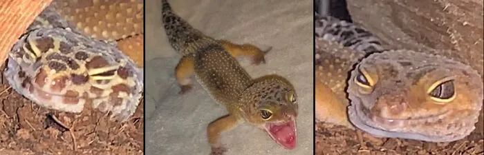 My 3 Leopard Geckos; Boy, Boy, Girl.  The Two Ends Are Bro/Sis And The Middle Is Yawning!  Lol