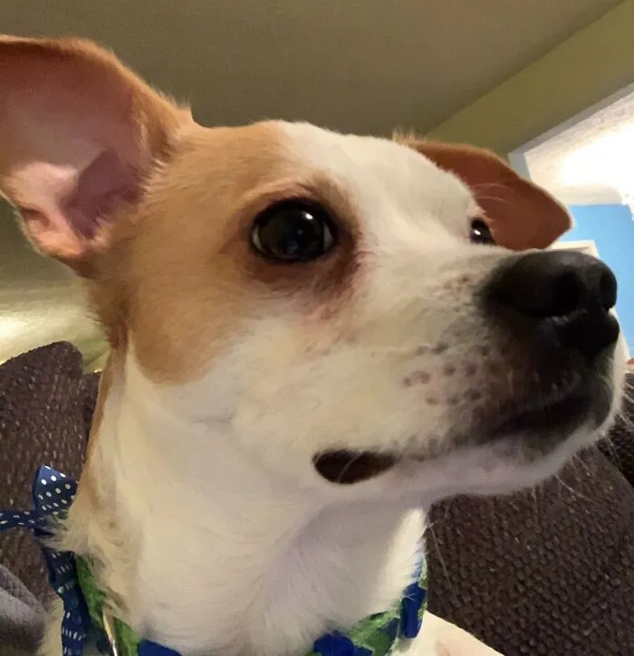 Roscoe