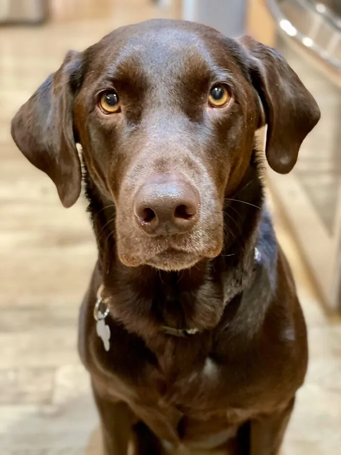 Cooper