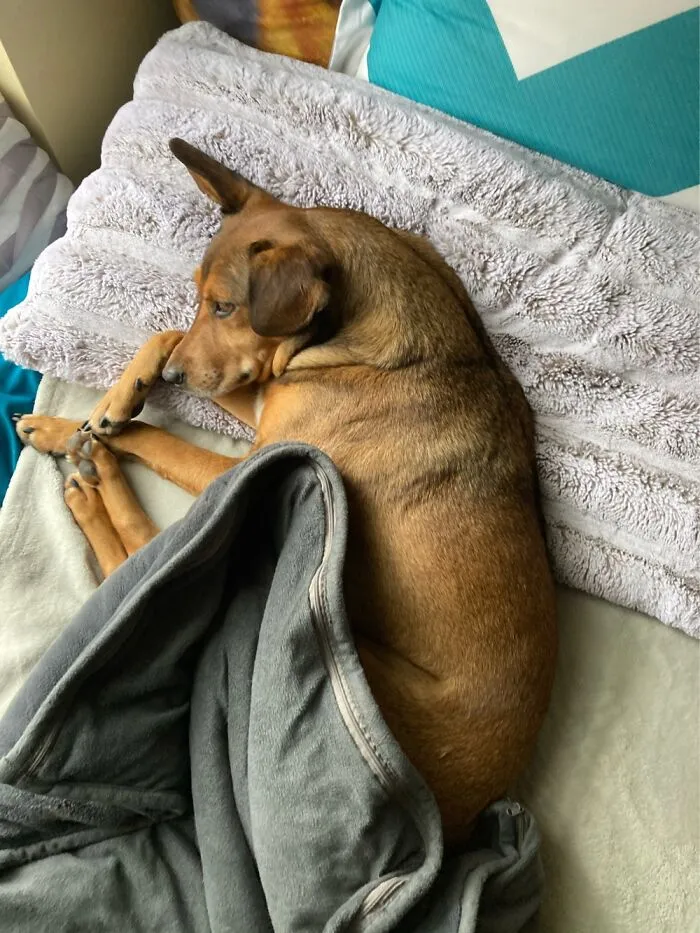 My Little Guys Chills On My Bed All Day While I Work. He Is The Cutest!