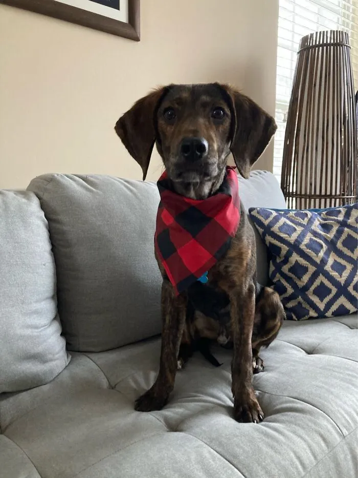This Was Our Foster Dog. His Name Was Frost And He Was So Sweet