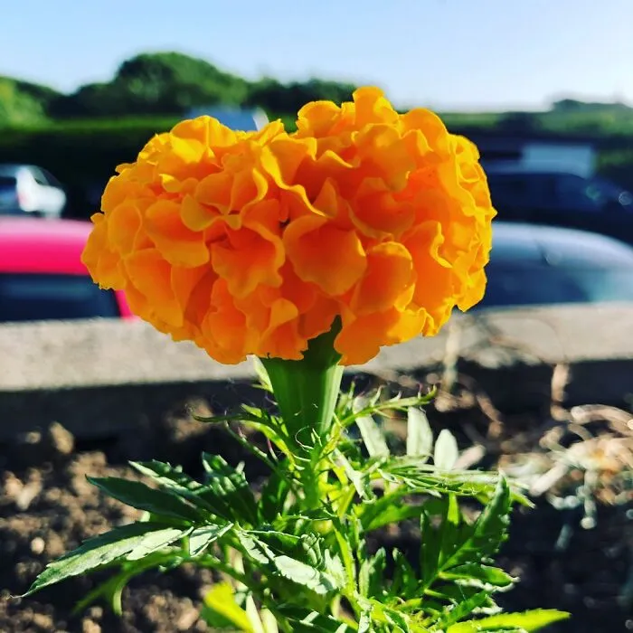 Taken In A Cornwall Beer Garden.  Couldn’t Tell You What Flower It Is But I Love It.