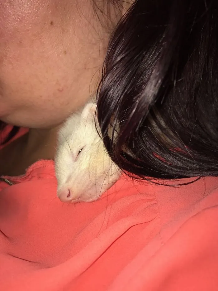 Steve The Baby Ferret