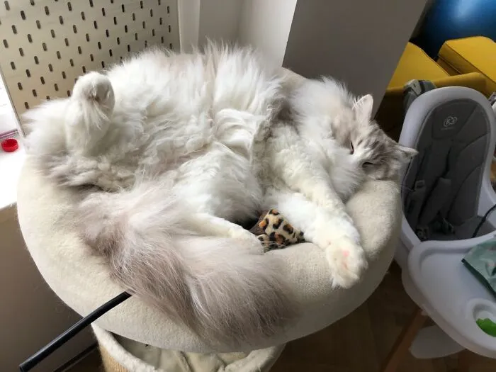 He Loves Sleeping Like This