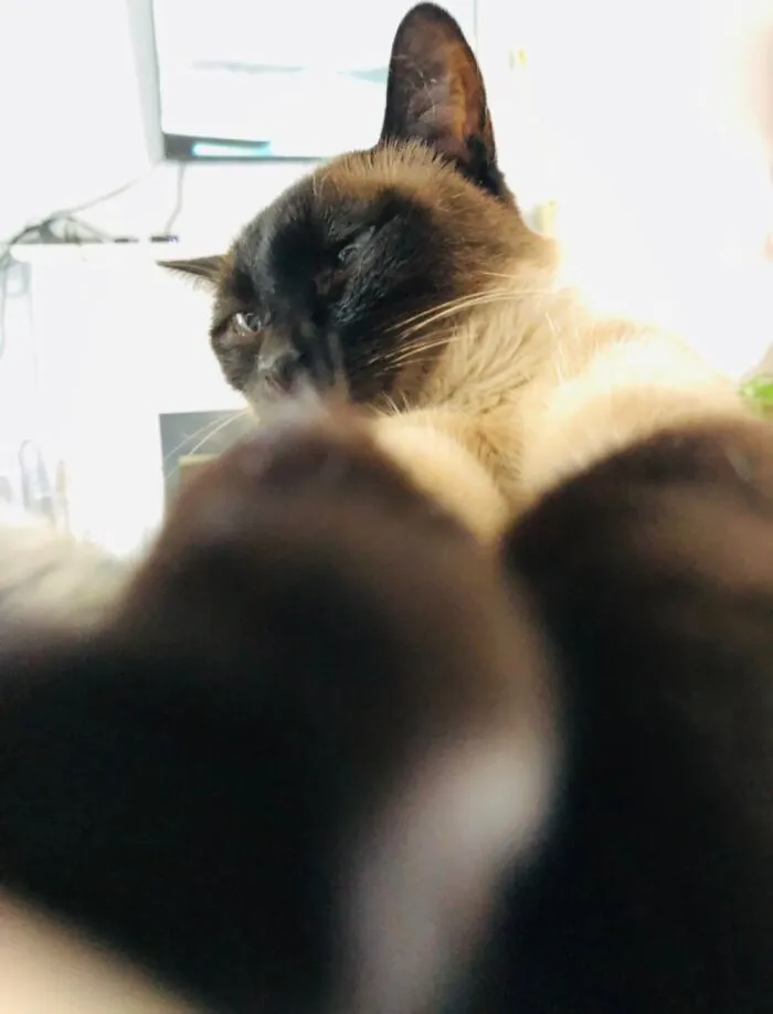 Paws In Face