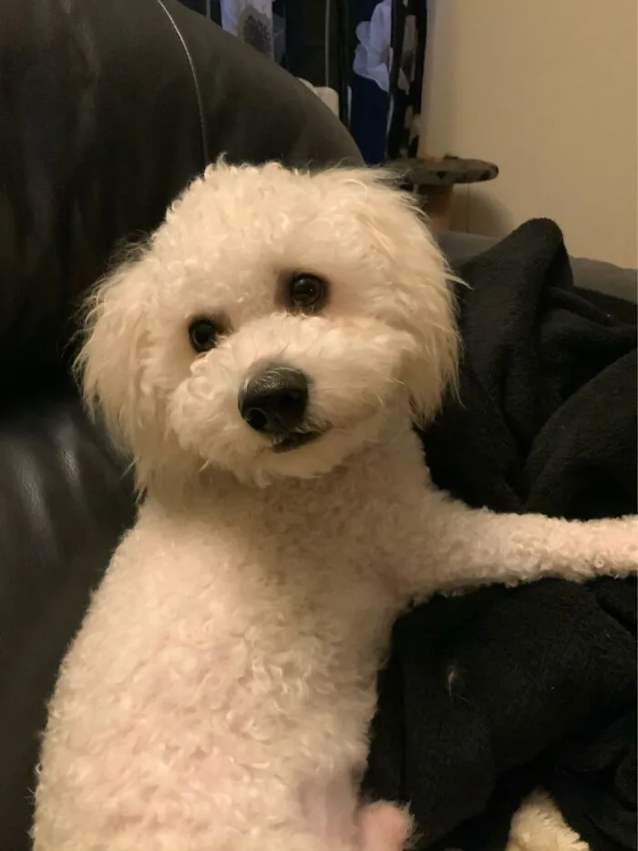 This Is Milo, My Bichon 💖