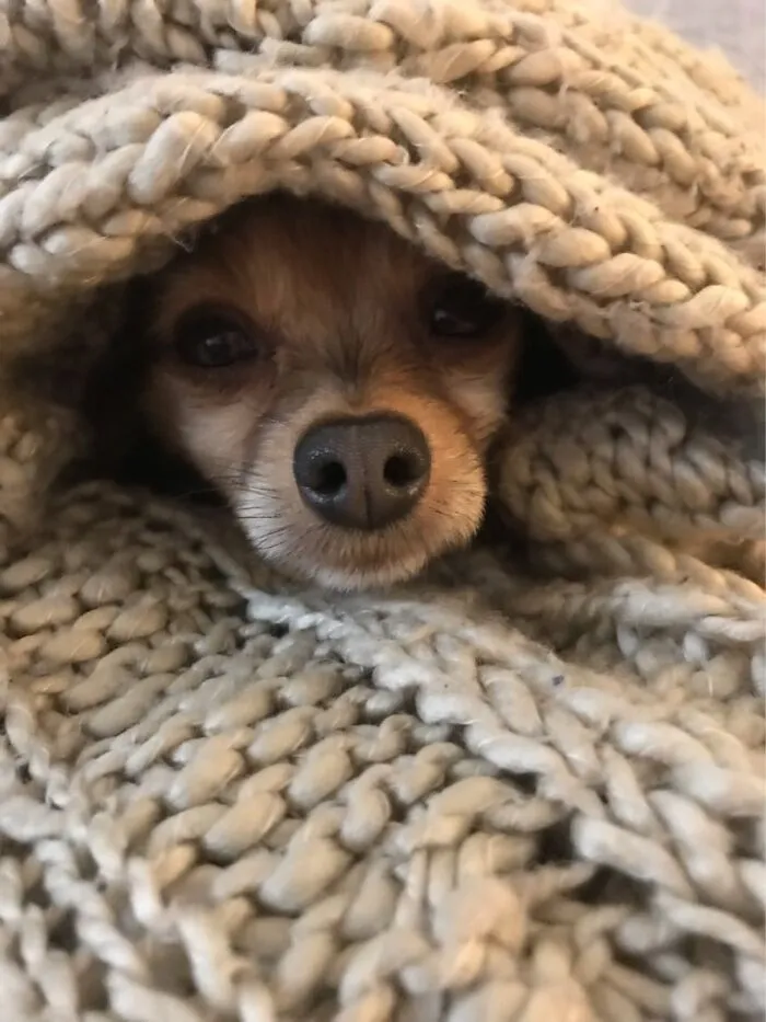 My Little Lion, Leo