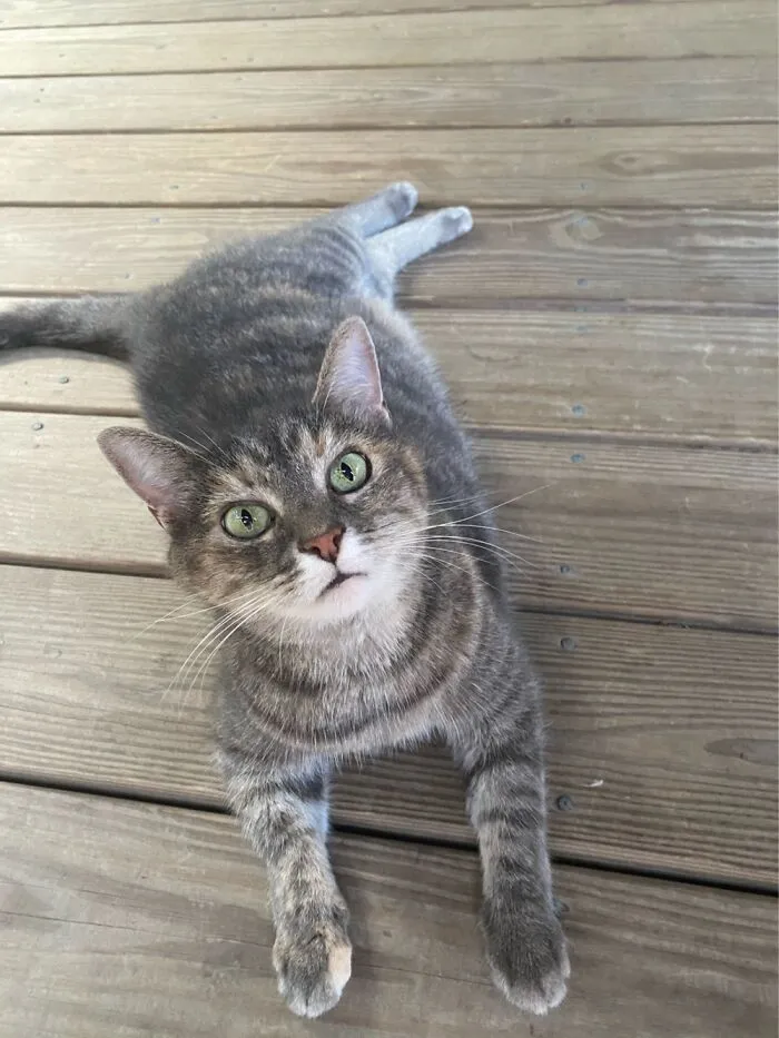 Ms. Kitty Britches
