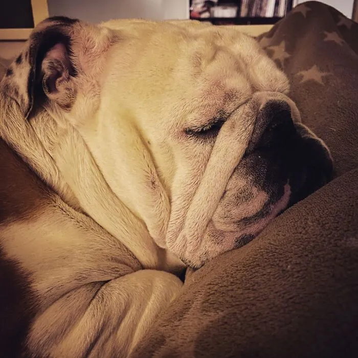 Meet Mundungus The Bulldog.