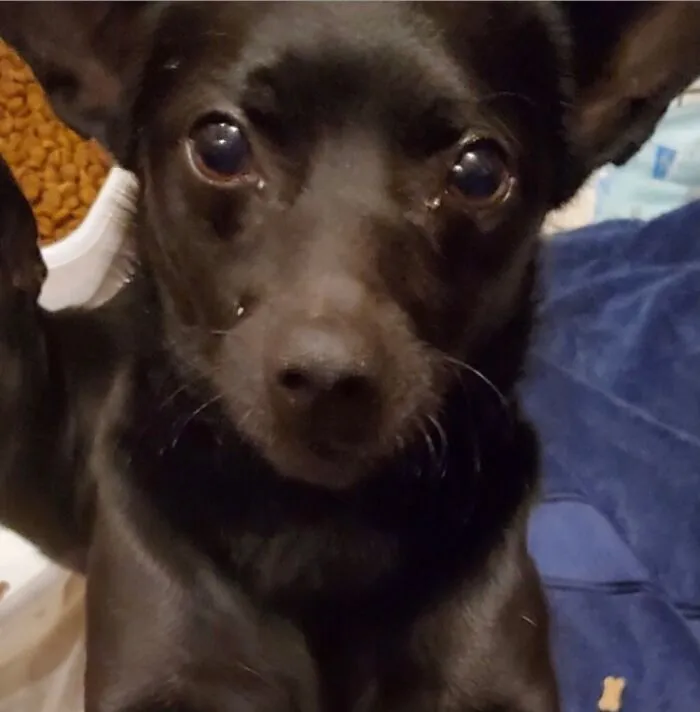 Our Newly Rescued Puppers, Meet Scout