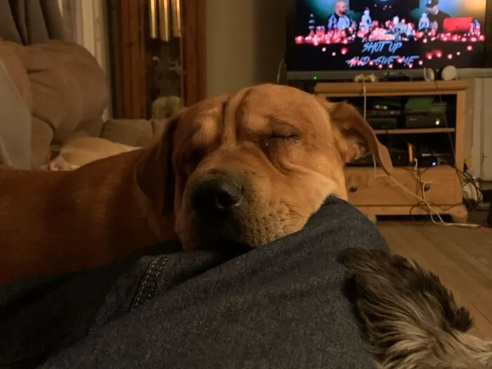 Roosevelt Needed A Nap