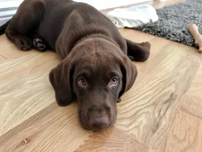 Handsome Boy- Cooper