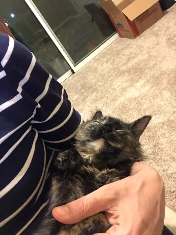 Truffle The Cat, Who Loves Cuddles