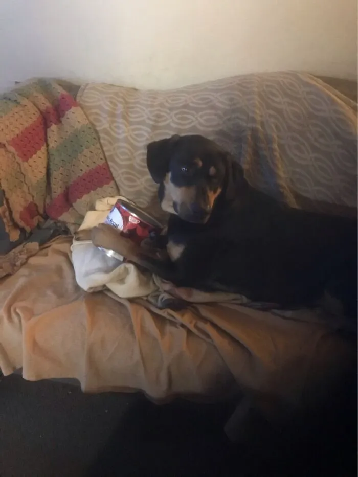 Eko Loving A Tin Coffee Can. He Is Obsessed With It.
