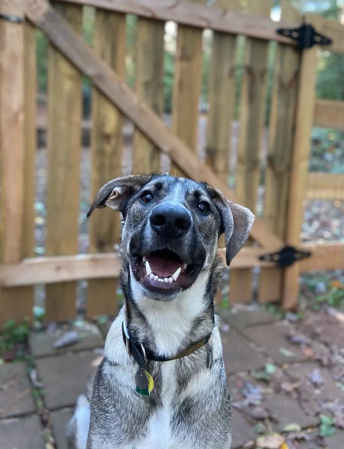 My Dog Harley