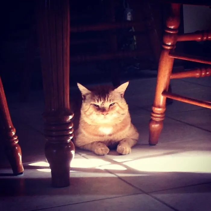 Angry Boi