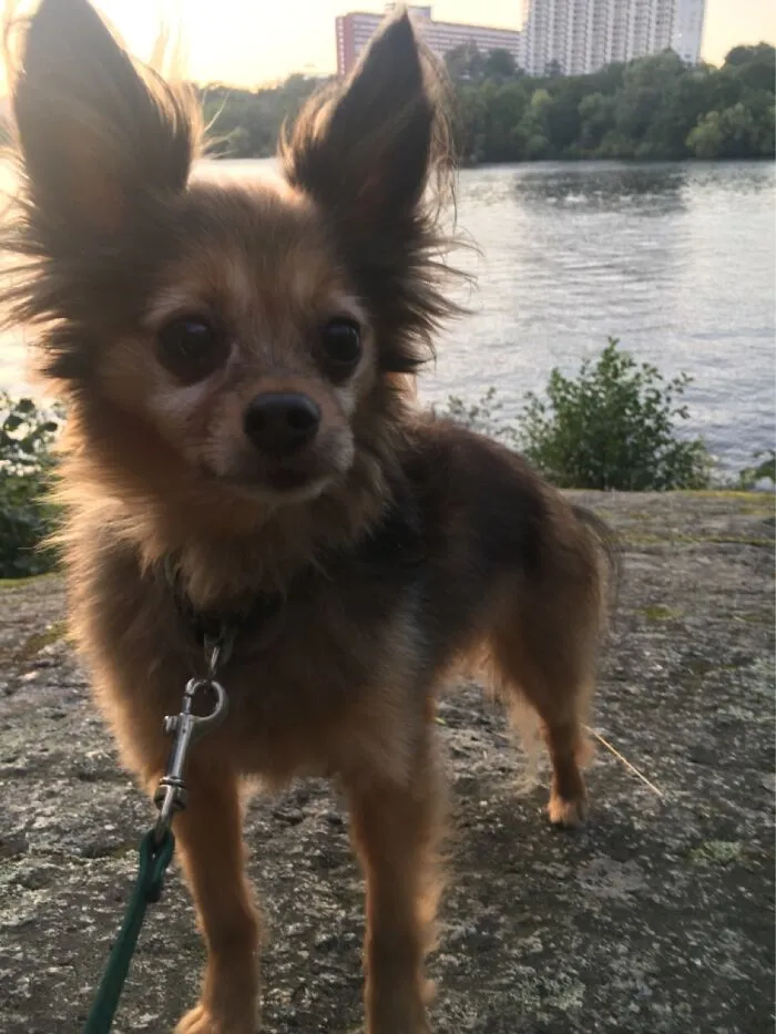 Here’s A Picture Of My Little Dog Leo :)