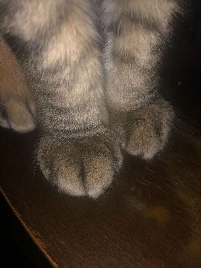 So Fluffy