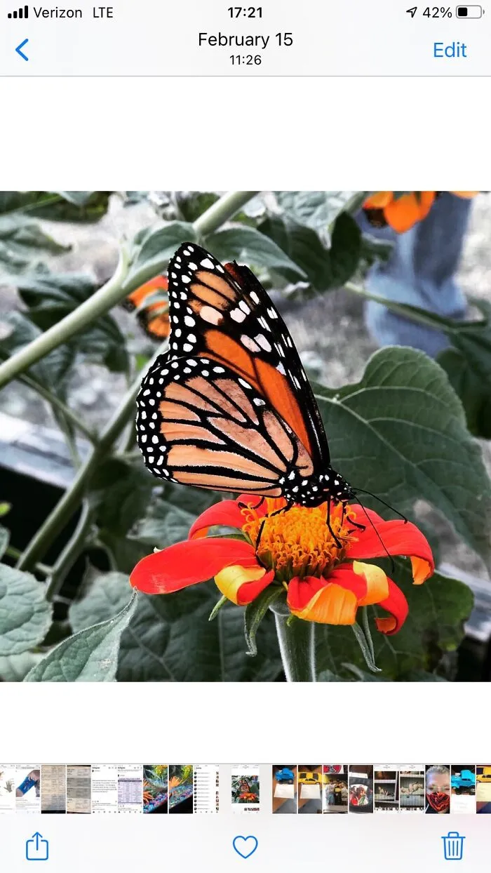 Beautiful Butterfly