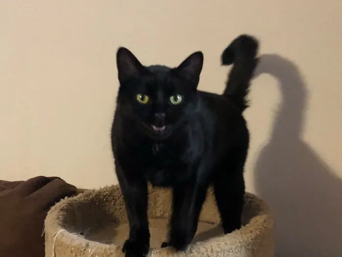 Mr Kitty Saying Hi