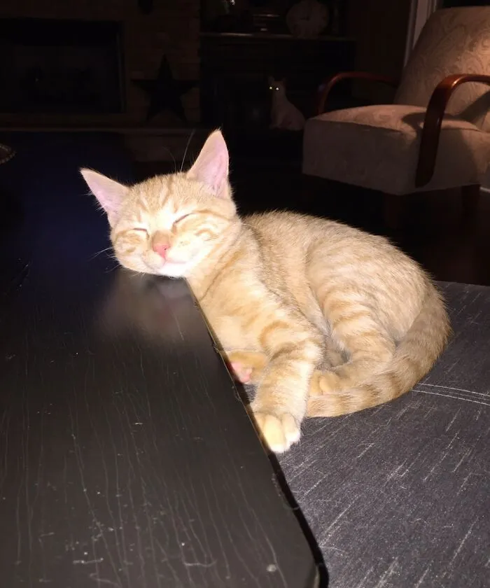 Goofball Owen