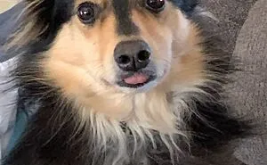 Hey Pandas, Share The Funniest Picture Of Your Pet
