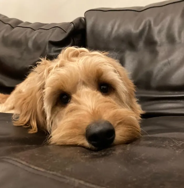 Albie With His Puppy Eyes