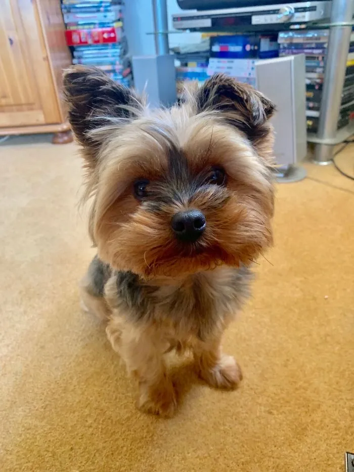 Alfie