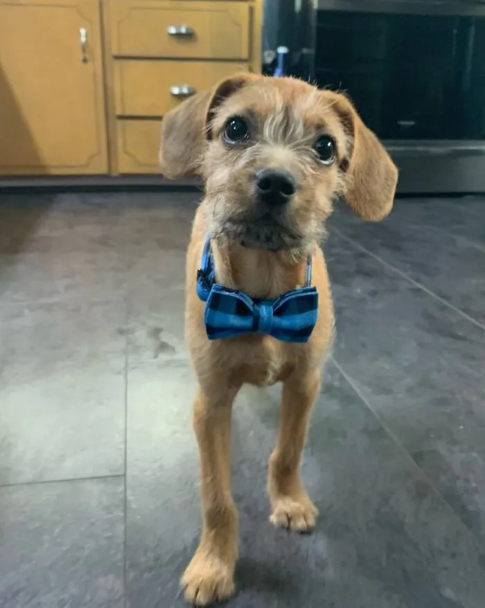We Adopted This Little Guy Two Weeks Ago. He Already Has My Whole Heart.