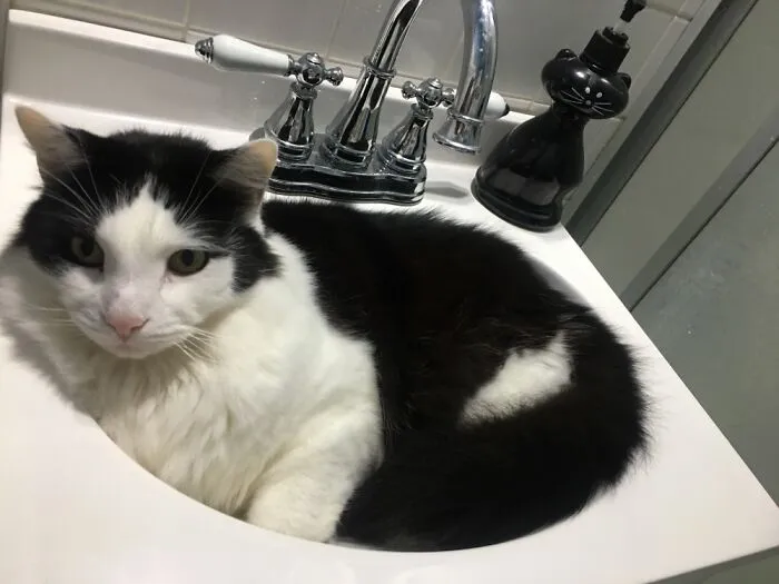 Random Lee. The Sink Hog.