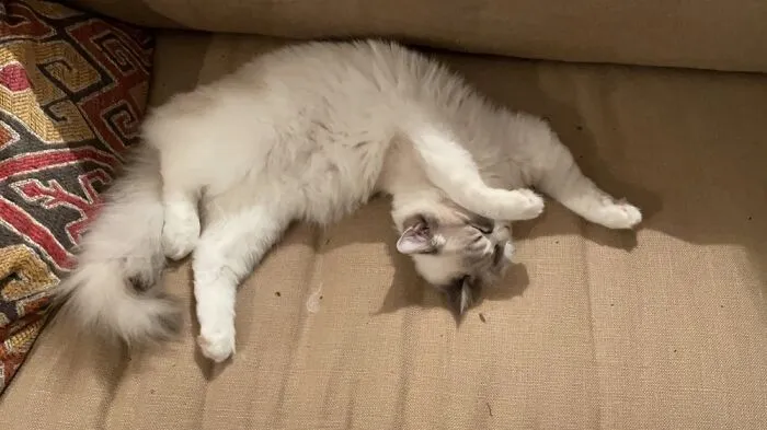 Little Waffle Sleeping. I Think He Is Broken