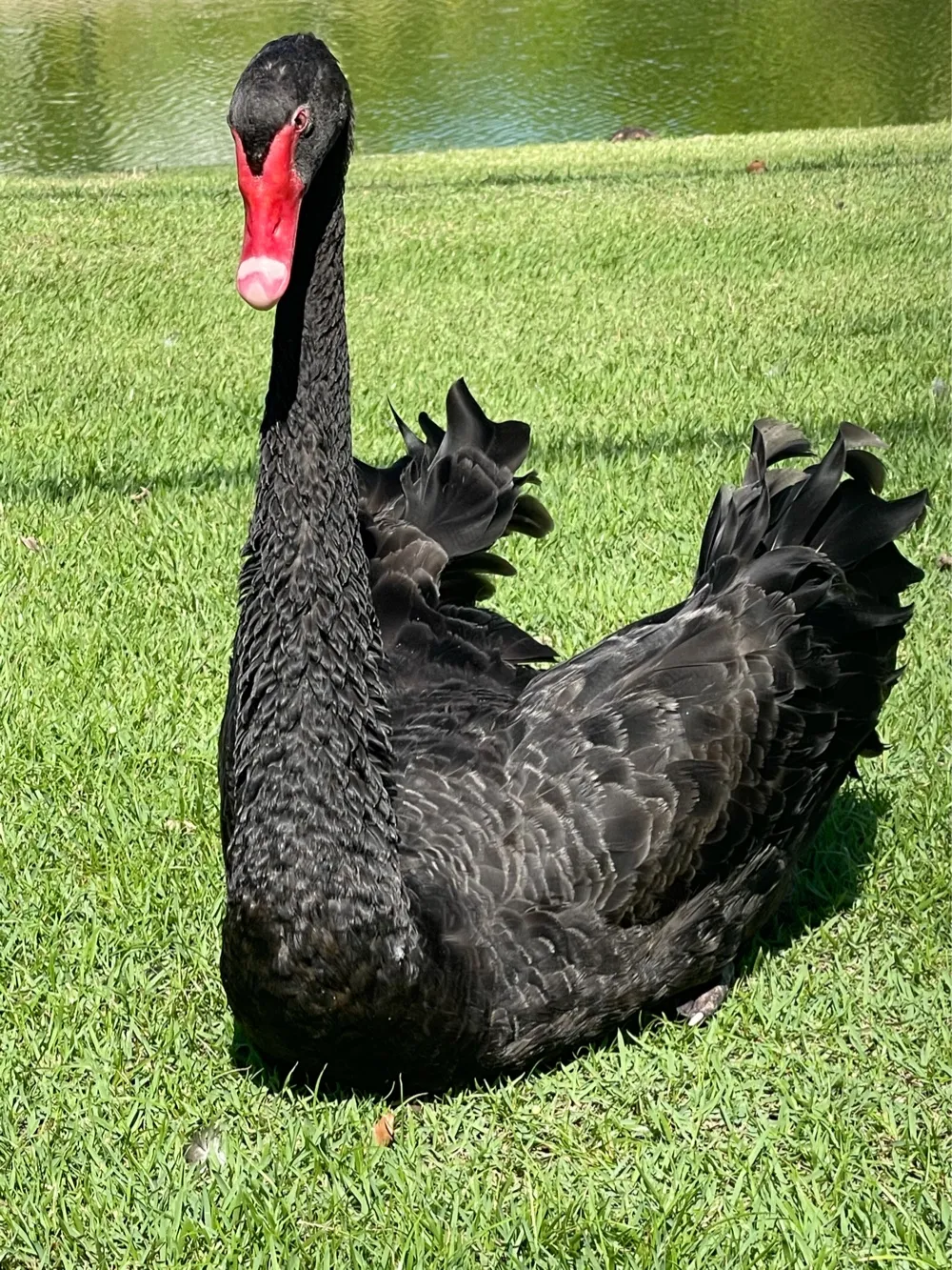 Black Swan