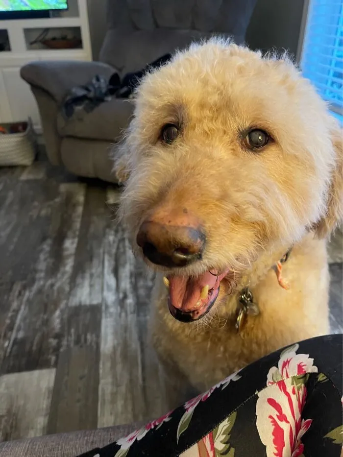 Rory Alice, My 12 Year Old Goldendoodle!