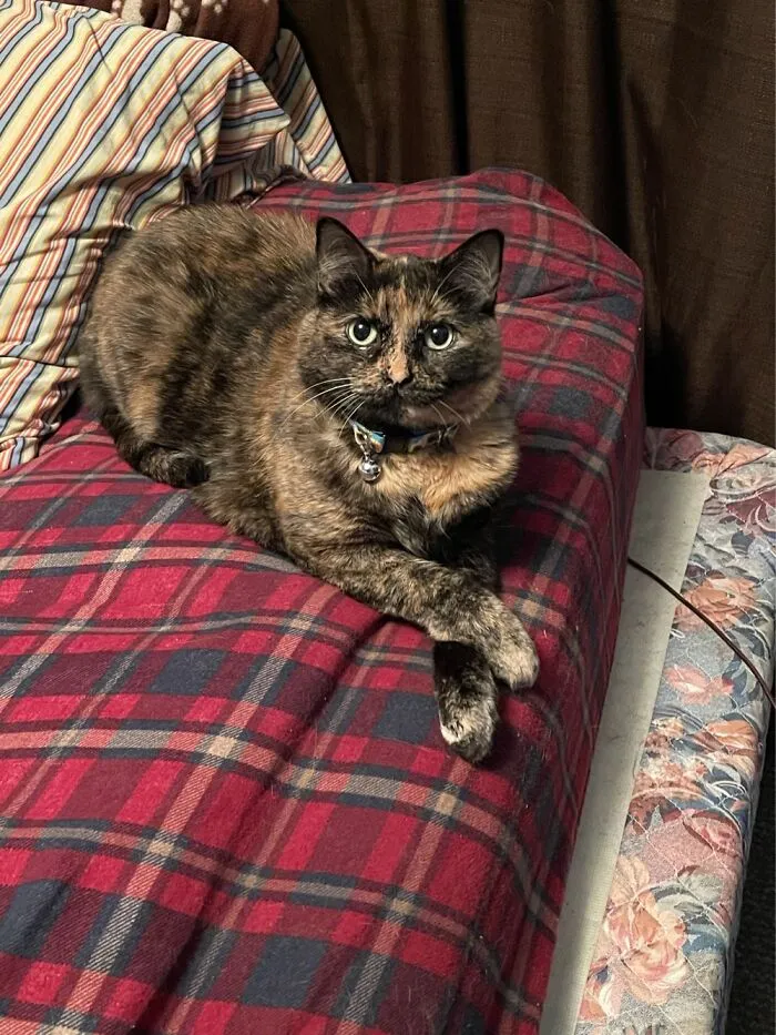 My Sunflower, Always Crossing Her Paws Like A Lady.