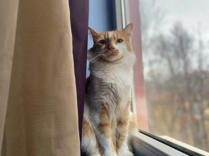 My Foster Fail Bıdık. He Loves Camera.