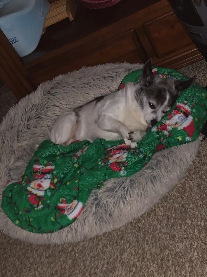 My Little T-Bone.