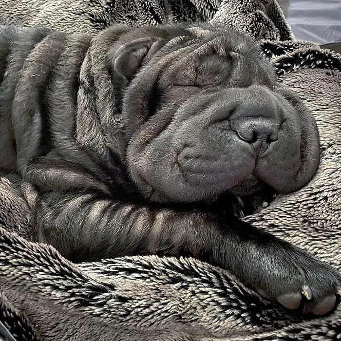 Dog? What Dog?