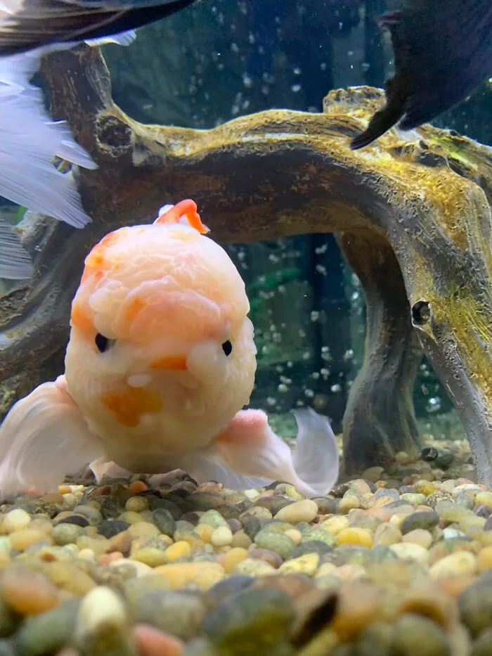 Spot, My Six Year Old Goldfish.