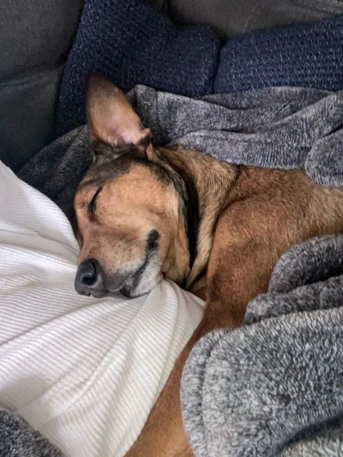 Bat Ears