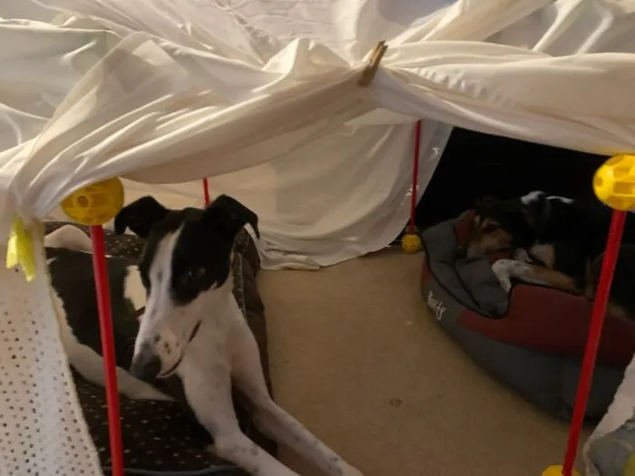Roo (Left) & Tigger (Right) Chillin In The Den We Made Them :)